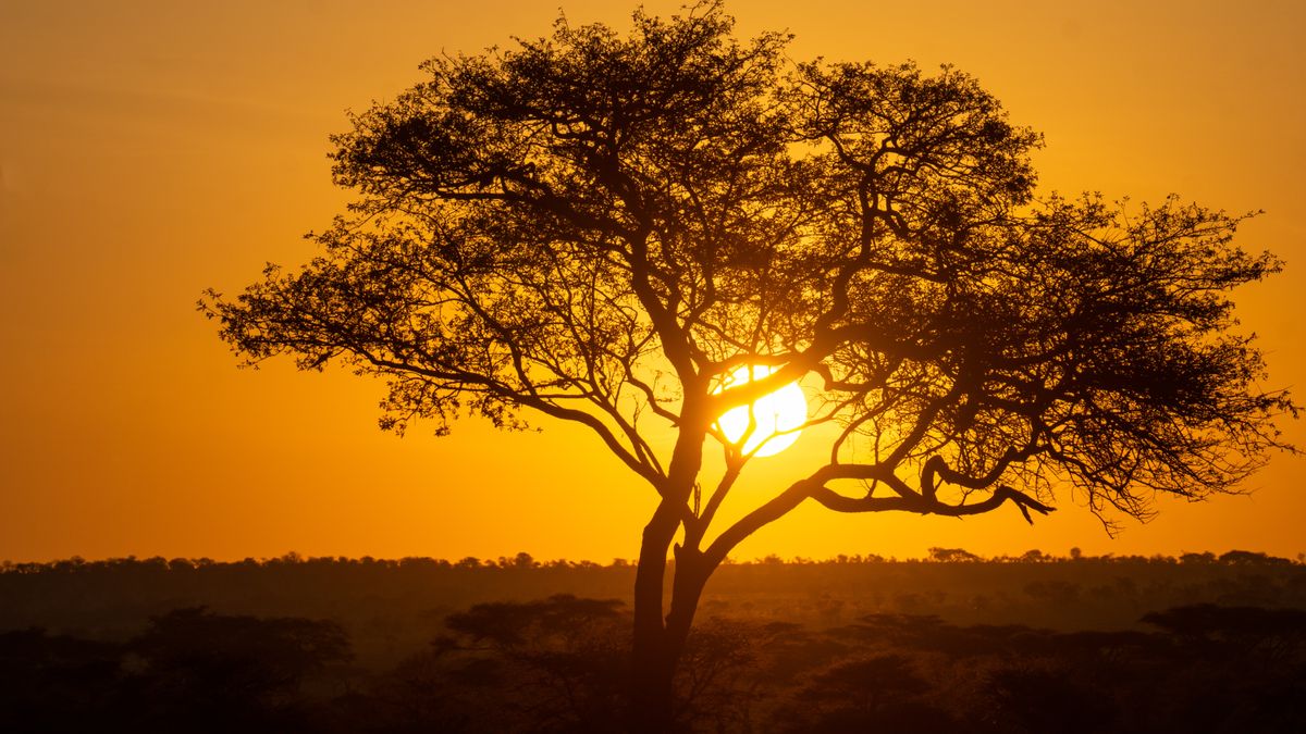 Silhouette stromu v obrysech při západu slunce v národním parku Serengeti, Tanzanie.