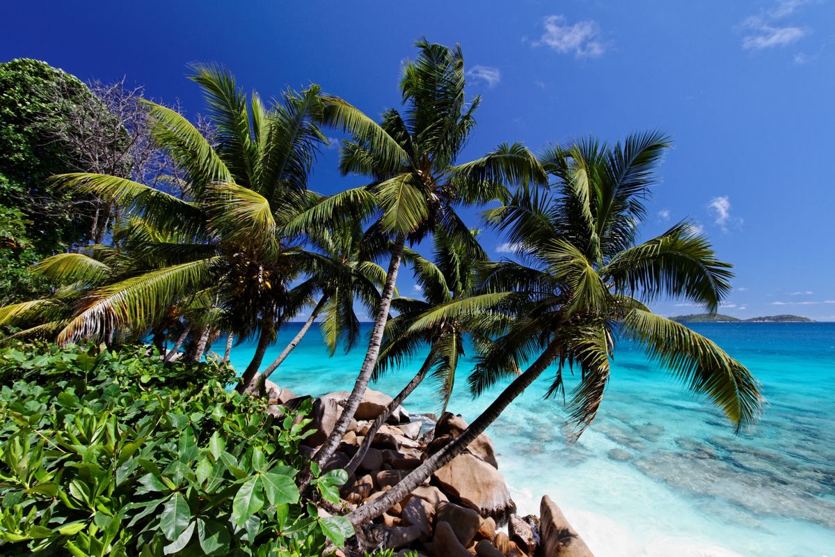 Tropická pláž na Seychelách s tyrkysovým mořem a palmami se klene nad bílým pískem.