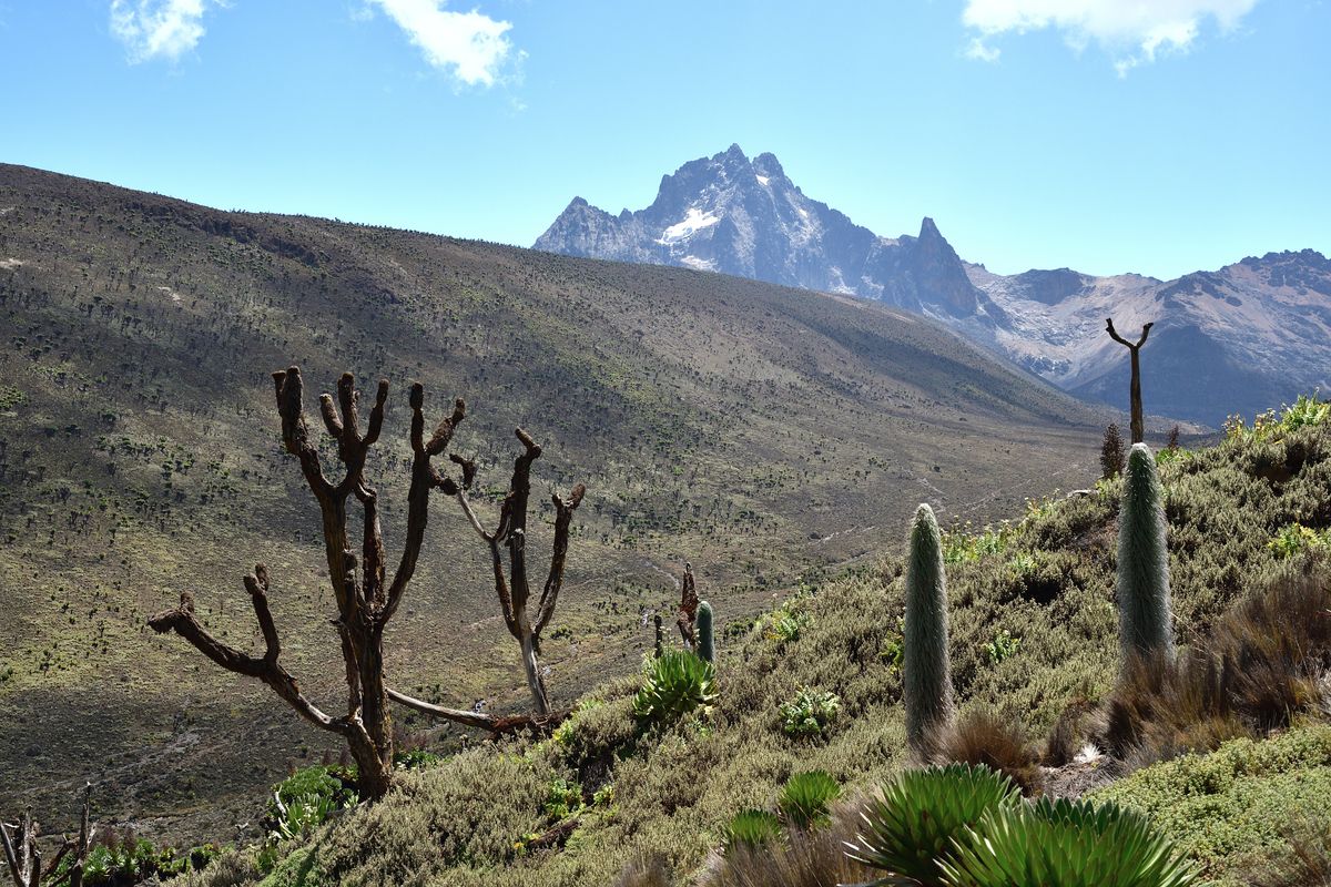 Pohled na horskou krajinu s&nbsp;rostlinami v&nbsp;popředí a&nbsp;masivem Mount Kenya na obzoru.