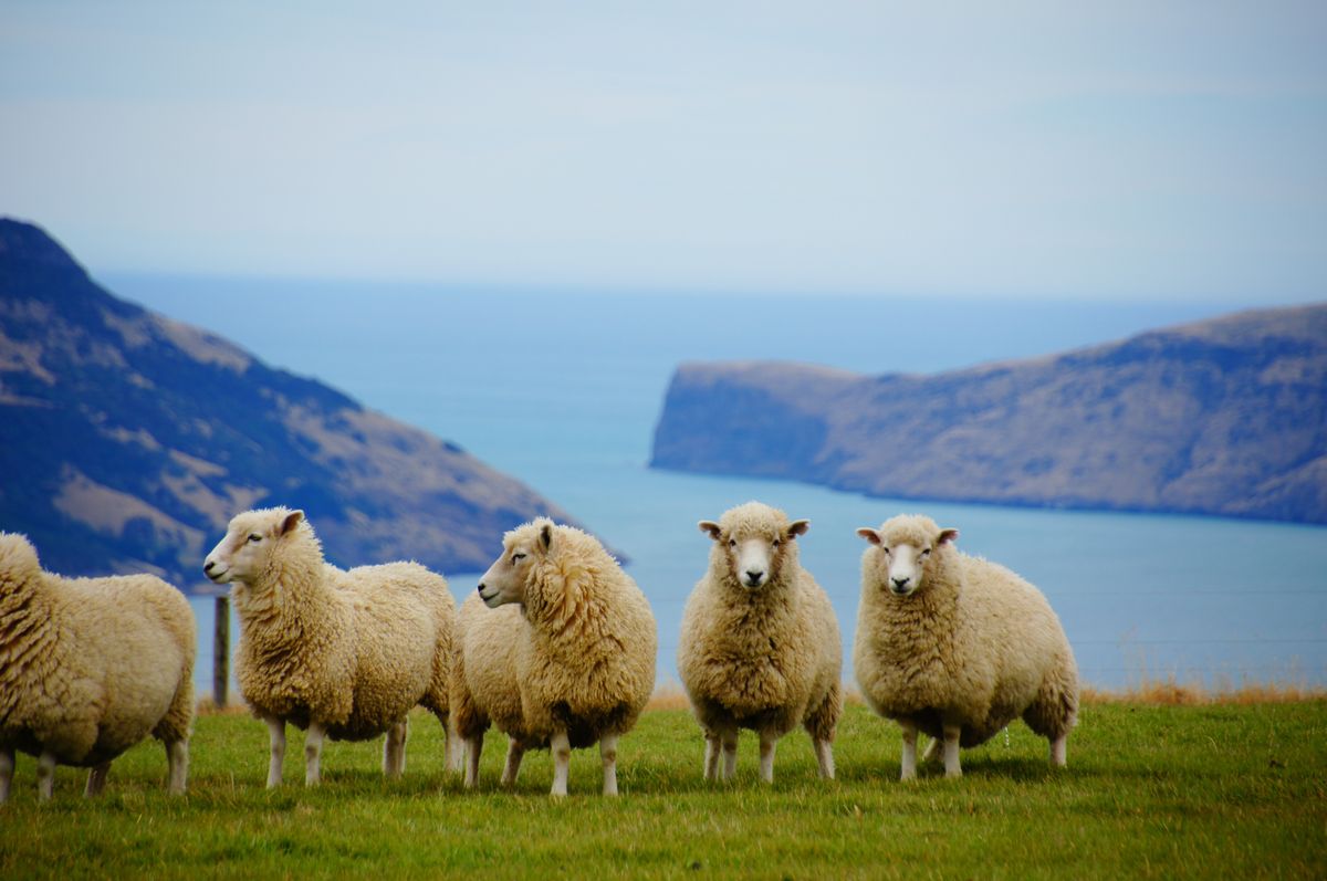 Ovce pasoucí se na travnaté louce s&nbsp;výhledem na zátoku Akaroa na Novém Zélandu.