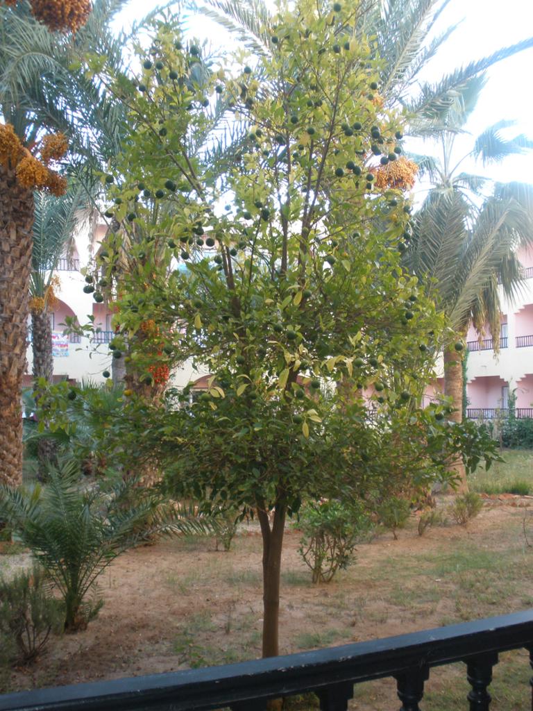 Hotel Houda