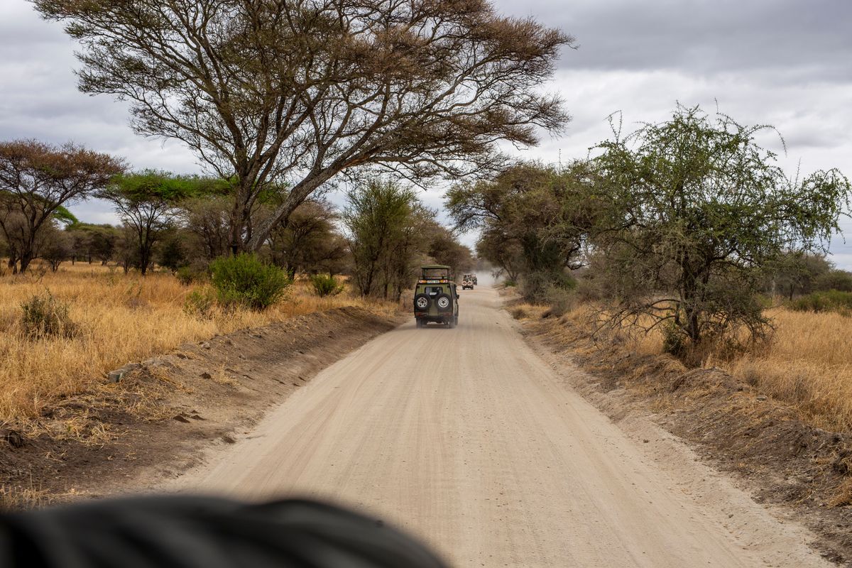 Džípy jedou po prašné cestě obklopené akáciemi v národním parku Serengeti v Tanzanii.