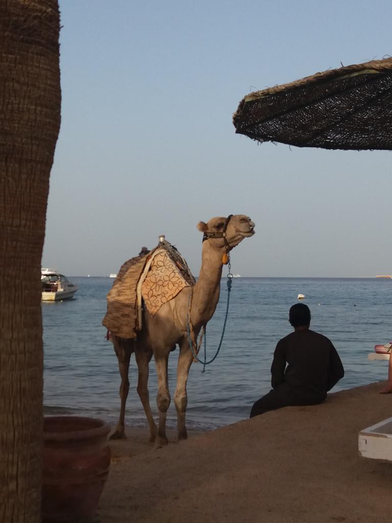 Bella vista