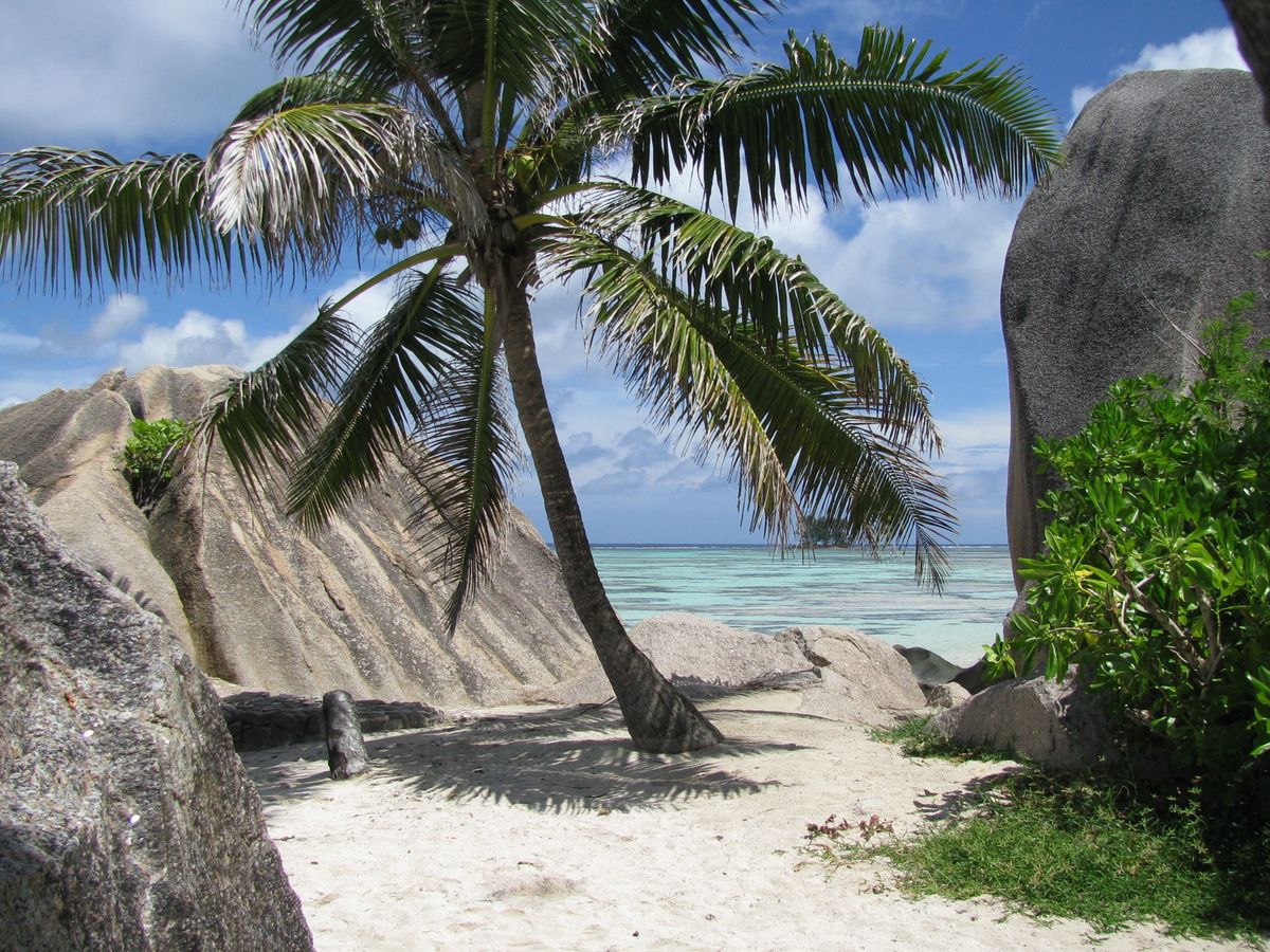 Pláž s jemným bílým pískem a palmou na ostrově La Digue na Seychelách, obklopená žulovými kameny a tyrkysovým mořem.