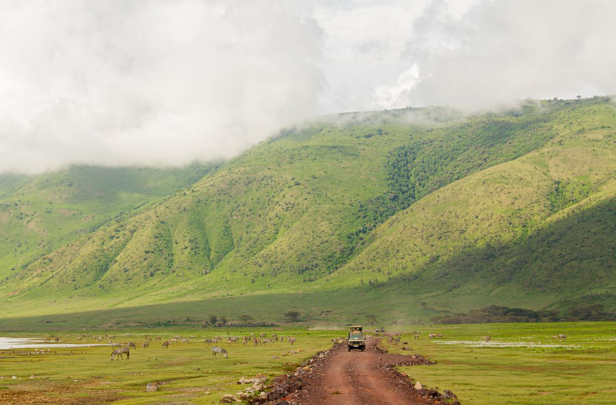 Zelené kopce kráteru Ngorongoro v Tanzanii s pasoucími se zebrami a terénními vozidly na prašné cestě.
