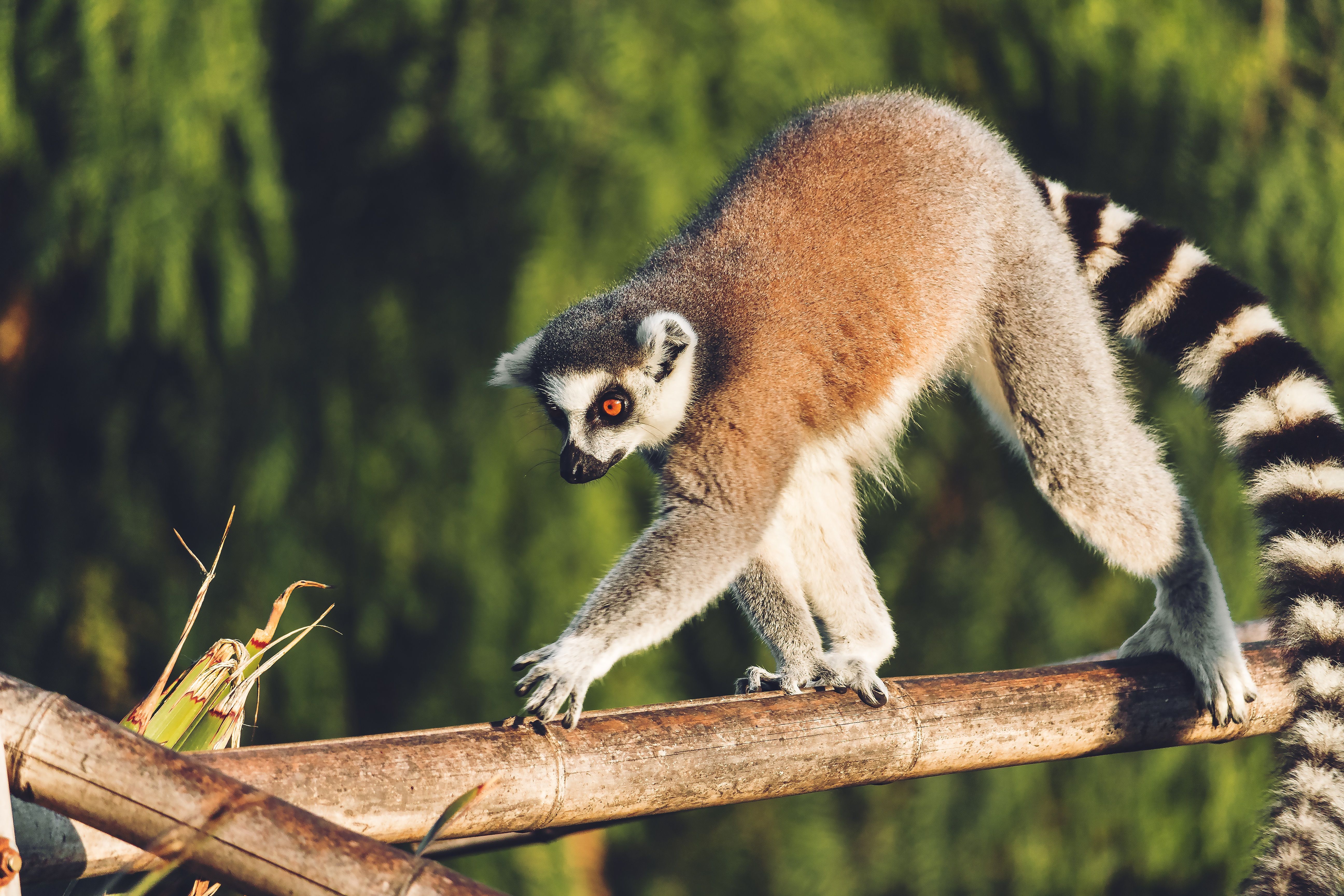 Lemur kata s výrazným černobílým pruhovaným ocasem se pohybuje po větvi v tropickém prostředí ostrova Madagaskar.