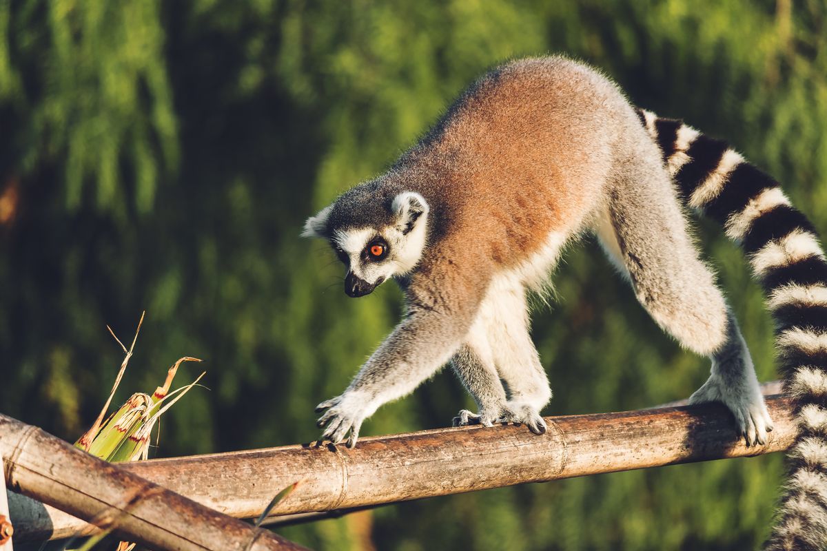 Lemur kata s výrazným černobílým pruhovaným ocasem se pohybuje po větvi v tropickém prostředí ostrova Madagaskar.