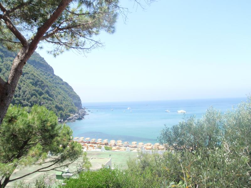 Pineta 