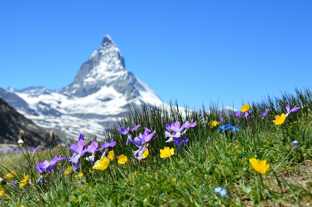 Barevné horské květiny rostou v popředí alpské krajiny s majestátní horou Matterhorn v pozadí.