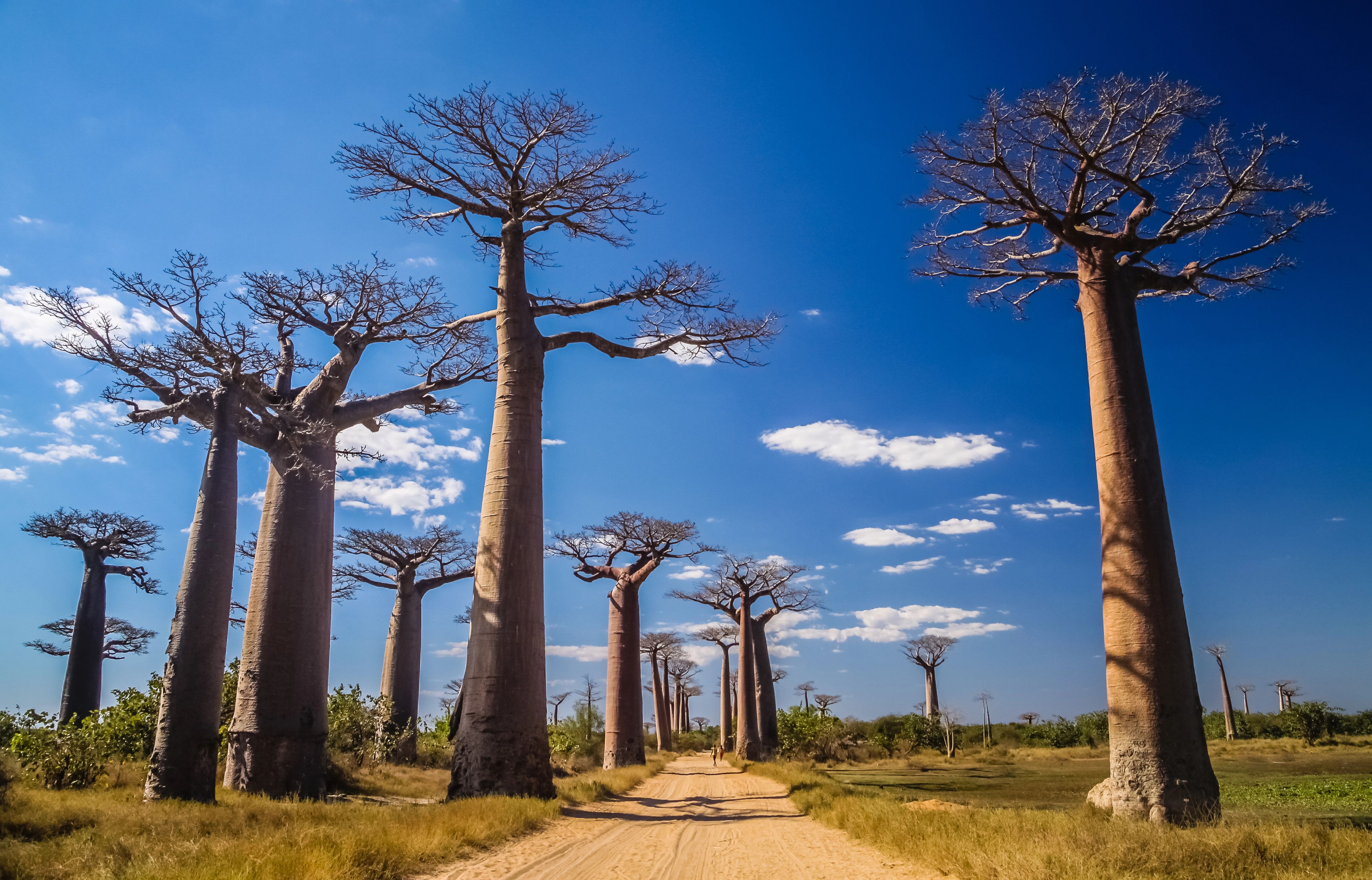 Impozantní alej baobabů na Madagaskaru za jasného modrého nebe.