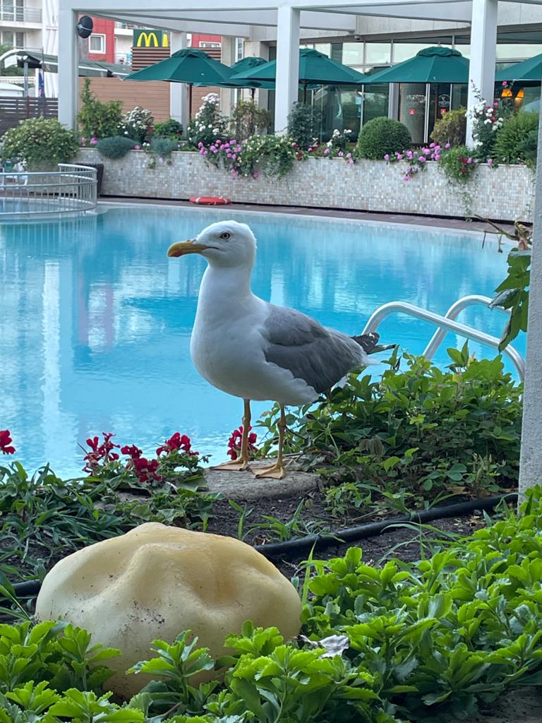 Jeravi Slunečné pobrezi 
