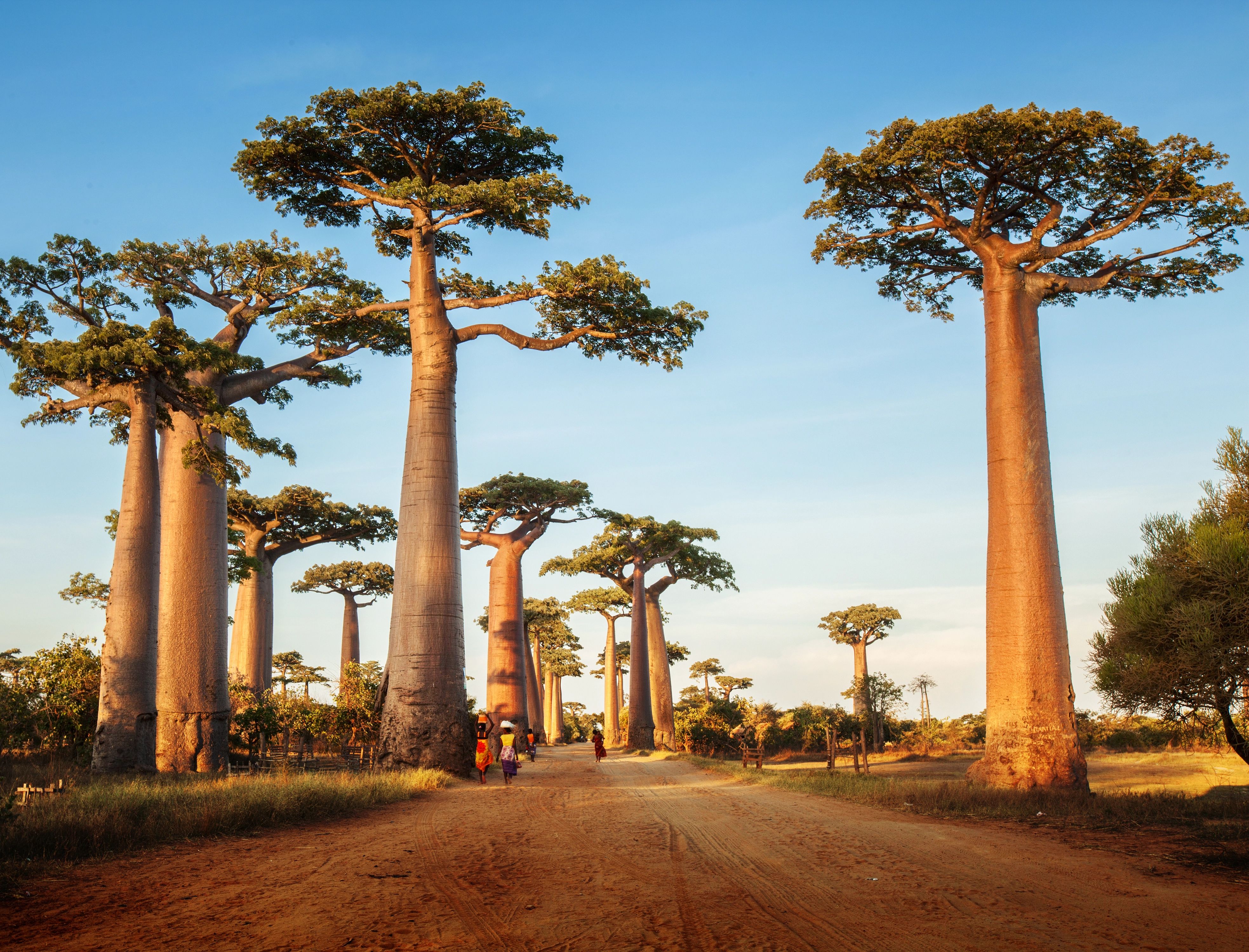 Impozantní alej baobabů při západu slunce v lokalitě zvané Alej baobabů na Madagaskaru, kde kolem stromů kráčí několik lidí.