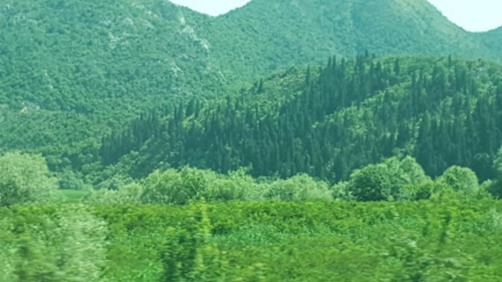 Sutomore Korali